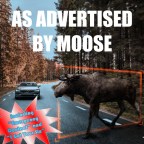 Moose “Old News”