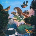 Simen Mitlid “Birds”