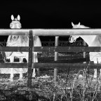 Callum Gaudet “Winnebago Lovers”