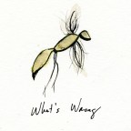 Hayfitz “What’s Wrong”