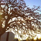 JW Francis “Turtleneck Weather”